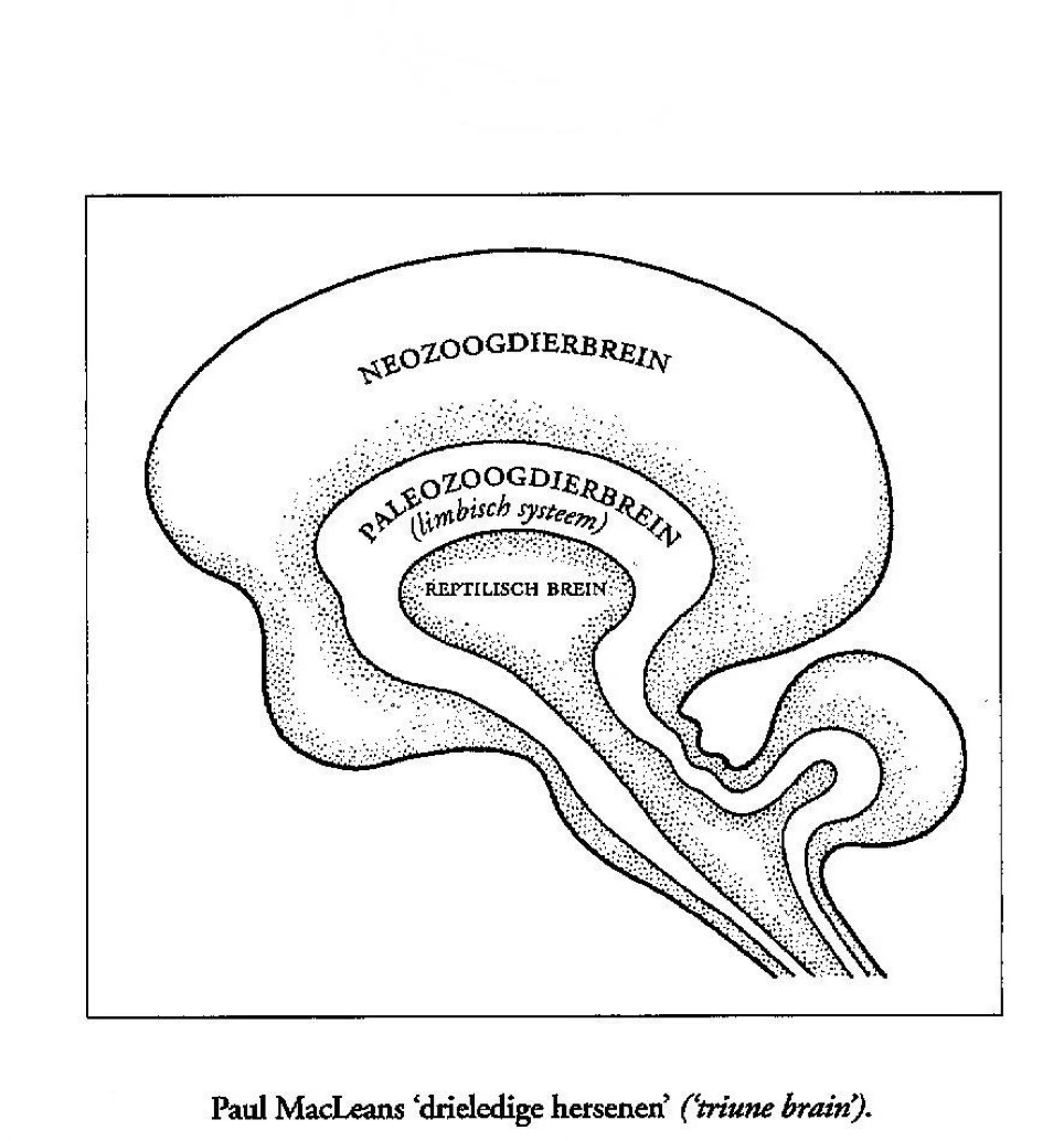 Schema van MacLeans drielagenbrein met het reptilisch brein, het paleozoogdierenbrein en het neozoogdierenbrein.
