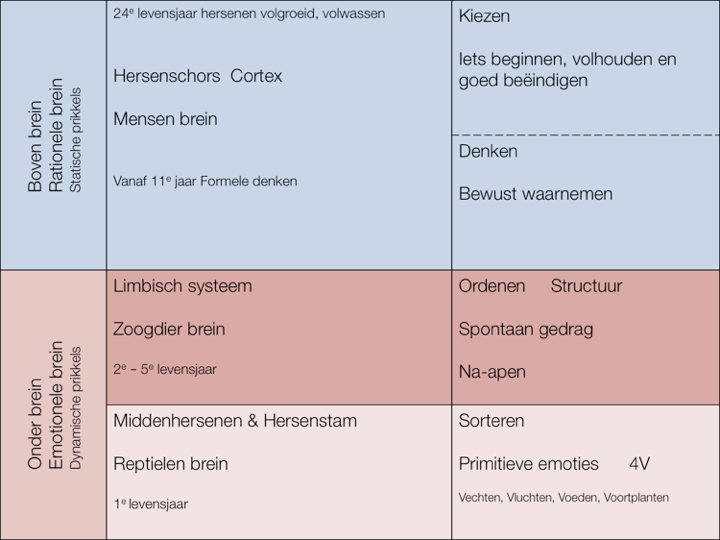 Schema met de hersenschors, het limbisch systeem en de middenhersenen en hersenstam, met bijbehorende ontwikkelingsfasen en functies.